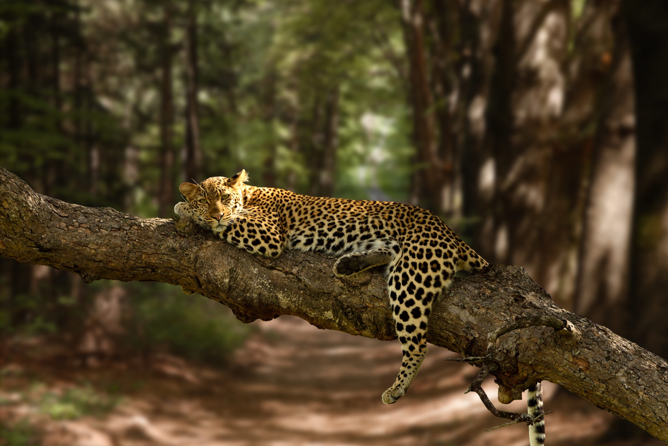 beautiful shot lazy leopard resting tree with blurred background