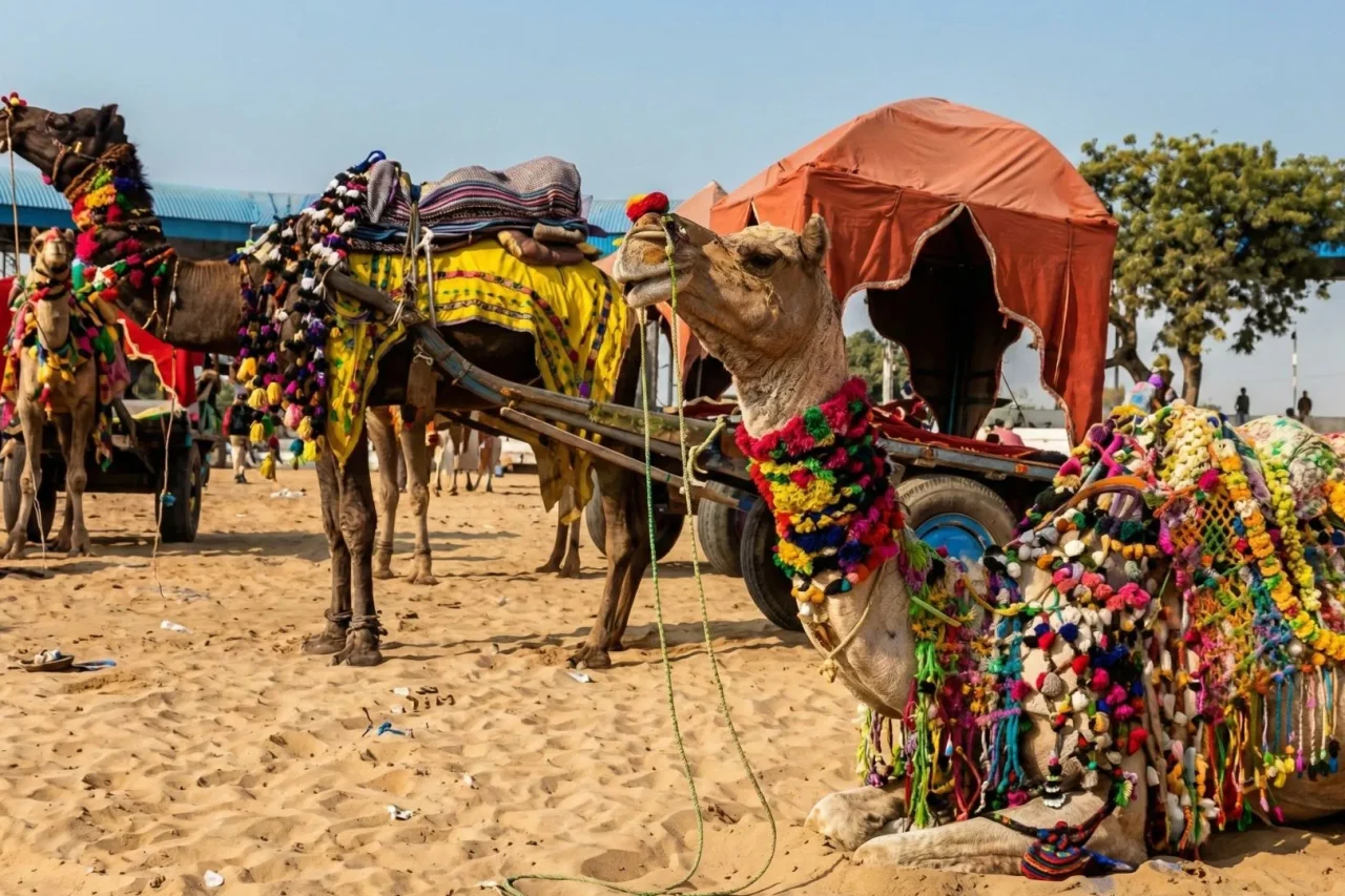 D-reising Camel Pushukar festival