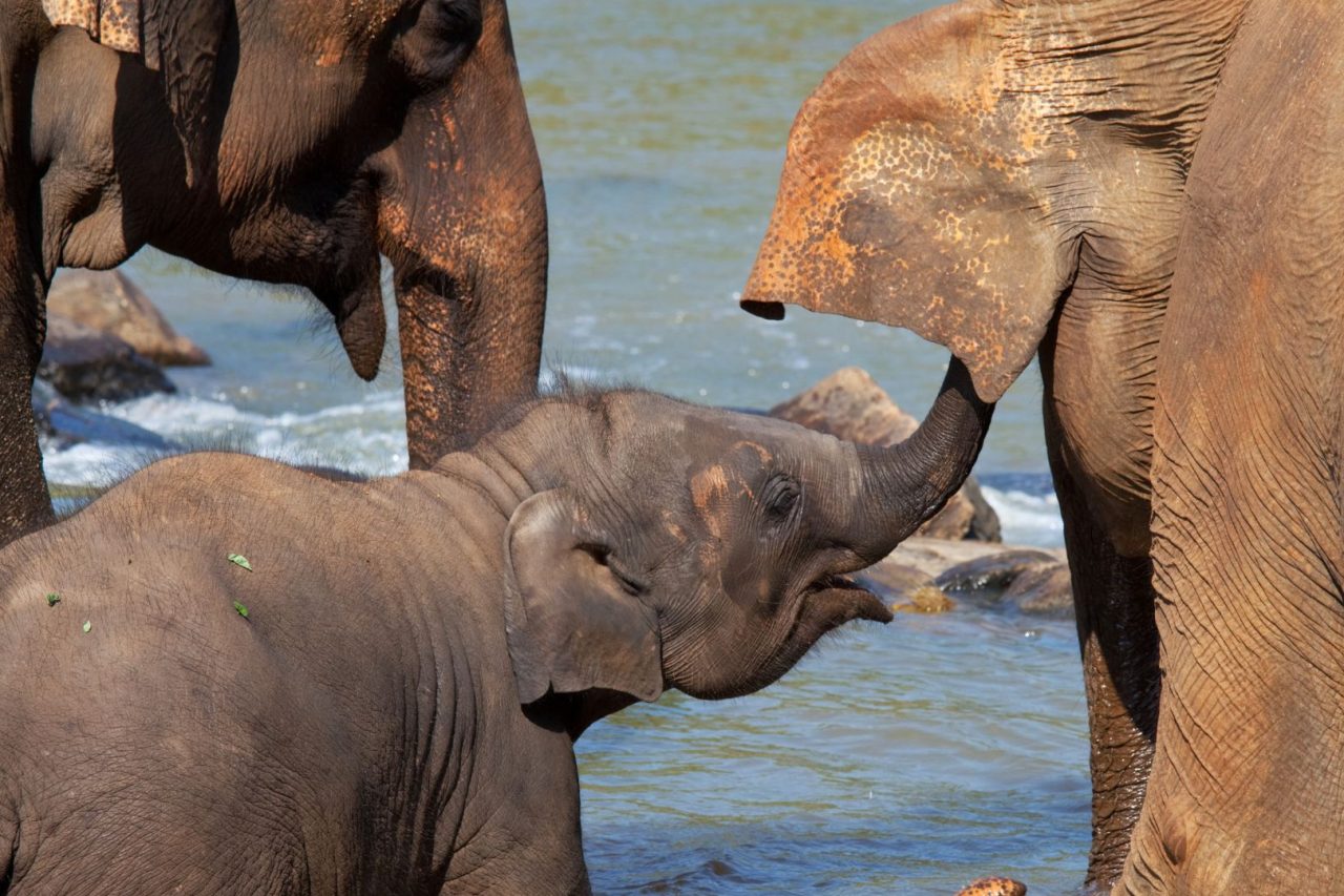 Yala National Park, Udawalawe, Pinnawala, Minneriya. Yala National Park, Udawalawe, Pinnawala, Minneriya.